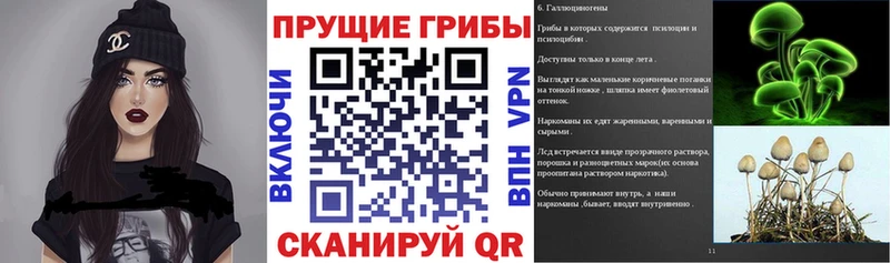 Купить где  Сланцы  Псилоцибиновые грибы GOLDEN TEACHER 